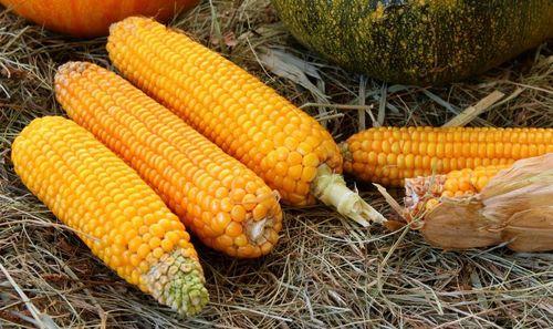 《苞米公主吃瓜记》,苞米公主的奇幻瓜田历险