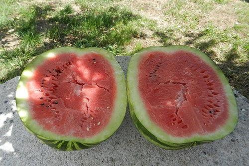 梦见瓜地里吃瓜,瓜地寻瓜，甜蜜滋味揭秘