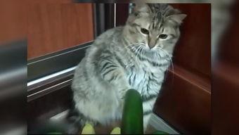 吧唧小猫伦敦吃瓜,一场别开生面的吃瓜盛宴