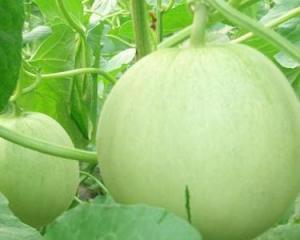 孕妇可以吃滑瓜吗,孕妇可以吃滑瓜吗？营养与安全解析