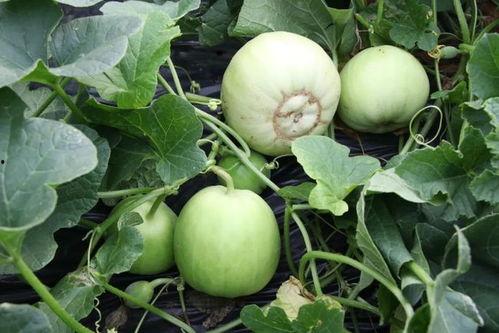 梦见沙洞里吃瓜,沙洞瓜香，探寻梦境中的神秘瓜果之旅