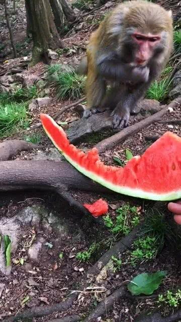 小猴子吃瓜图片大全,小猴子吃瓜图片大盘点