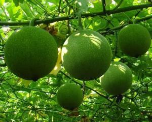 日本怎么吃吊瓜,吊瓜的独特食用之道