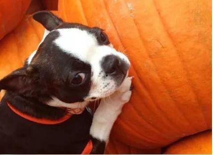 吃方瓜吊小狗,小狗垂涎欲滴