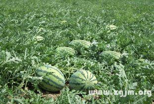 梦到瓜地吃瓜是什么意思,瓜地吃瓜预示着什么？