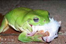 青蛙吃瓜现场,萌态十足引围观