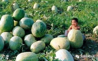 二空吃瓜,揭秘娱乐圈背后的那些事儿