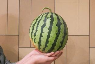 衢州 吃瓜,瓜果飘香，品味生活