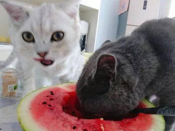 微微猫吃瓜比赛,一场欢乐的视觉盛宴