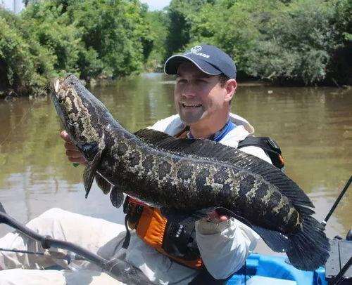 刘大瓜吃黑鱼,刘大瓜挑战黑鱼美食盛宴