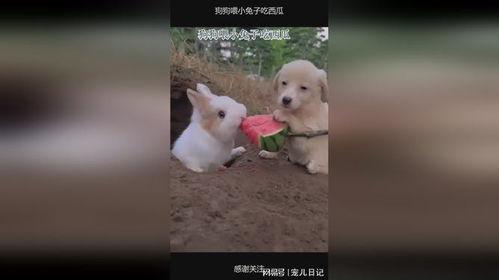 兔子可以吃瓜吗,瓜类蔬菜的适宜程度