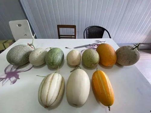 硕博吃瓜,揭秘学术界的“吃瓜”风云