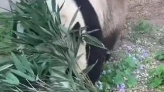 萌兰吃瓜图文,揭秘娱乐圈幕后真相