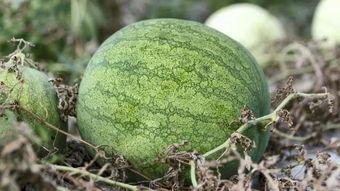 兰州出租吃瓜,体验别样“吃瓜”风情