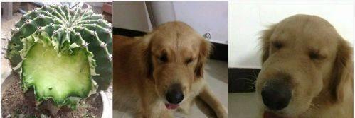 苏牧可以吃哈密瓜吗,哈密瓜的适宜性探讨