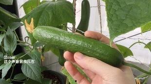 梦见摘青皮瓜吃,揭秘摘青皮瓜吃的神秘寓意