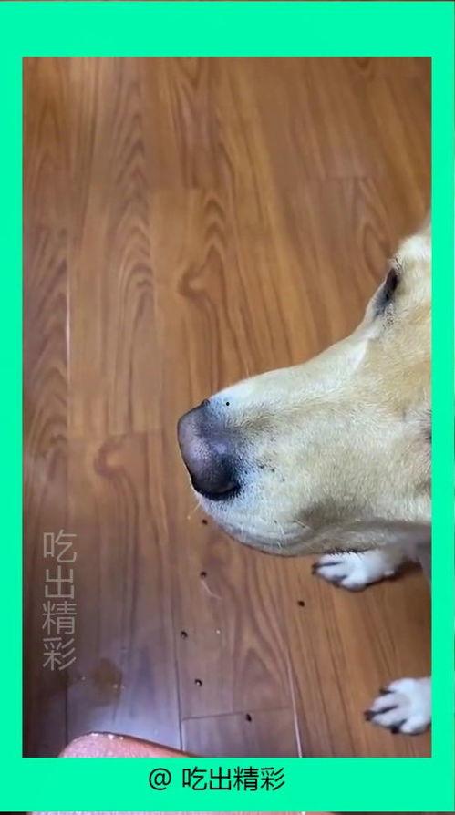 小狗吃瓜吐了,揭秘瓜果对狗狗的影响