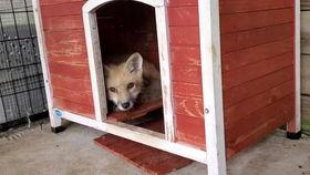 狐狸会吃瓜吗,揭秘它们是否会吃瓜