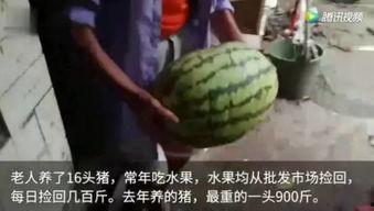 你吃瓜了吗视频,热门话题背后的真相与笑料