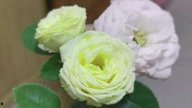 漂亮兔兔吃瓜,漂亮兔兔的瓜果盛宴