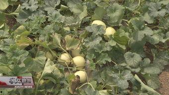 芦绿瓜怎么做吃