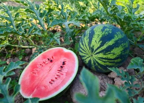 夏天吃瓜随拍,随手拍下的清凉时光