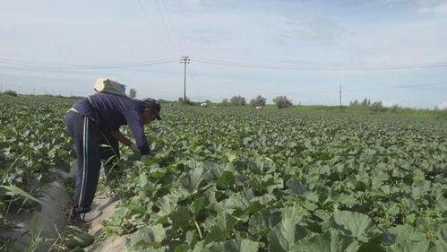 阿勒泰吃瓜视频,揭秘当地特色美食与风土人情