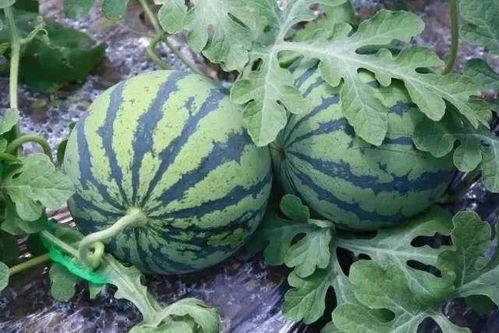 有吃瓜网吗,有吃瓜网，揭秘娱乐圈幕后真相